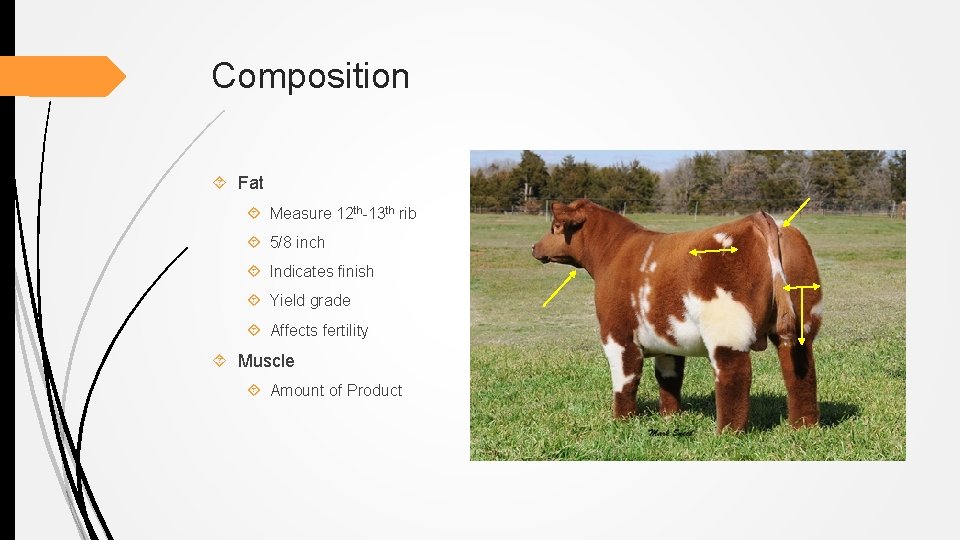 Composition Fat Measure 12 th-13 th rib 5/8 inch Indicates finish Yield grade Affects
