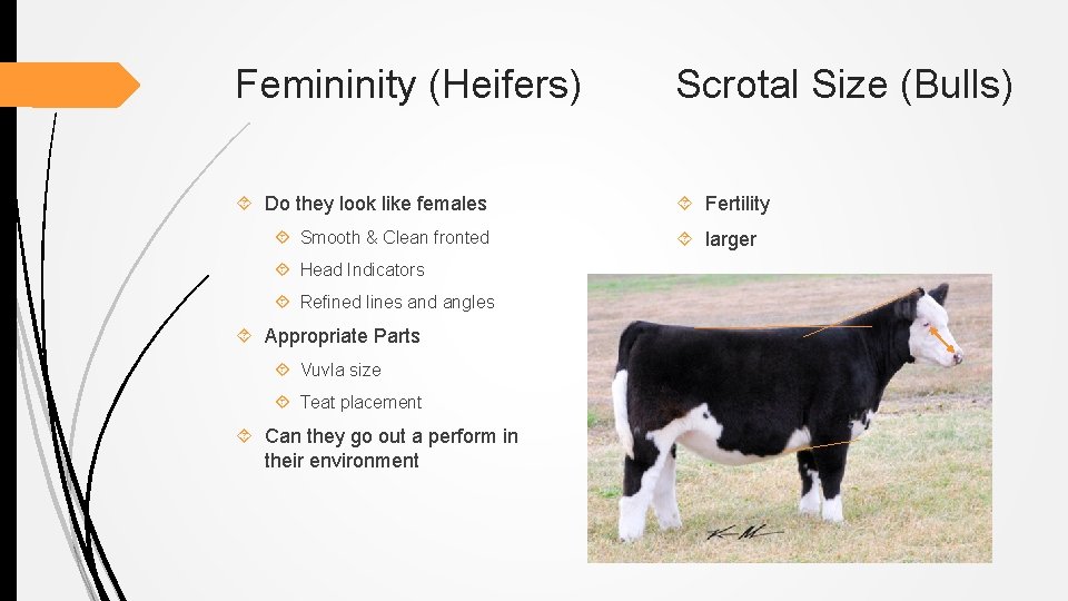Femininity (Heifers) Scrotal Size (Bulls) Do they look like females Fertility Smooth & Clean