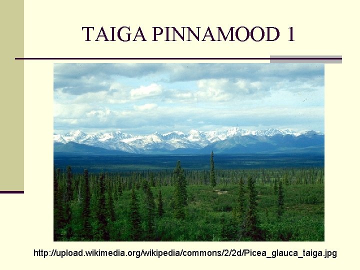 TAIGA PINNAMOOD 1 http: //upload. wikimedia. org/wikipedia/commons/2/2 d/Picea_glauca_taiga. jpg 