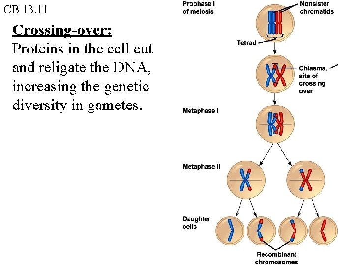 CB 13. 11 Crossing-over: Proteins in the cell cut and religate the DNA, increasing