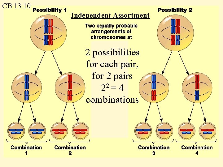 CB 13. 10 Independent Assortment 2 possibilities for each pair, for 2 pairs 22