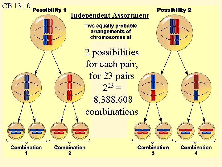 CB 13. 10 Independent Assortment 2 possibilities for each pair, for 23 pairs 223