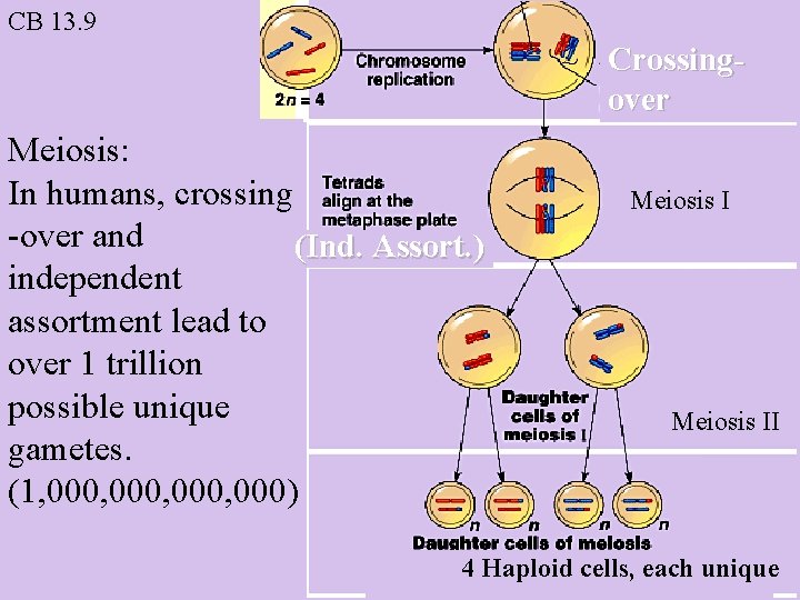 CB 13. 9 Crossingover Meiosis: In humans, crossing -over and (Ind. Assort. ) independent