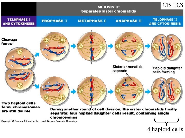 CB 13. 8 4 haploid cells 