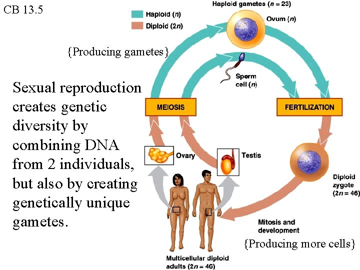 CB 13. 5 {Producing gametes} Sexual reproduction creates genetic diversity by combining DNA from