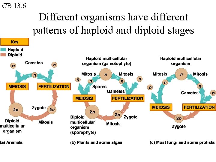 CB 13. 6 Different organisms have different patterns of haploid and diploid stages 