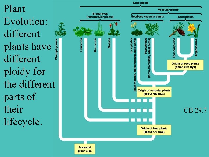 Plant Evolution: different plants have different ploidy for the different parts of their lifecycle.