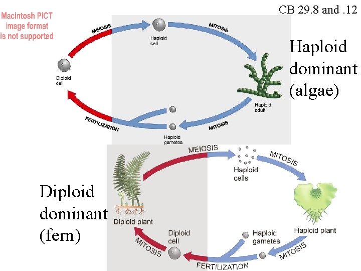 CB 29. 8 and. 12 Haploid dominant (algae) Diploid dominant (fern) 