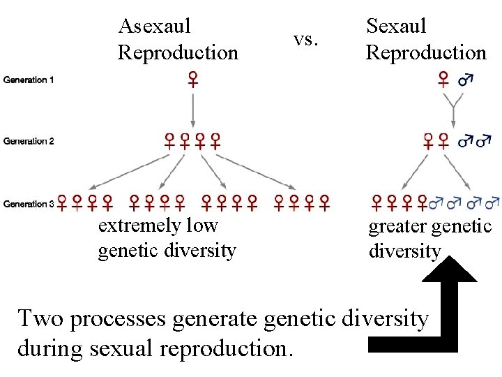 Asexaul Reproduction extremely low genetic diversity vs. Sexaul Reproduction greater genetic diversity Two processes
