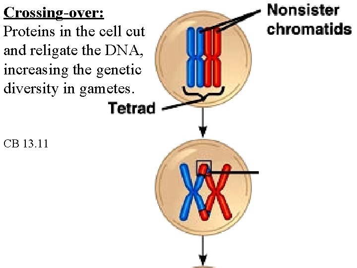 Crossing-over: Proteins in the cell cut and religate the DNA, increasing the genetic diversity
