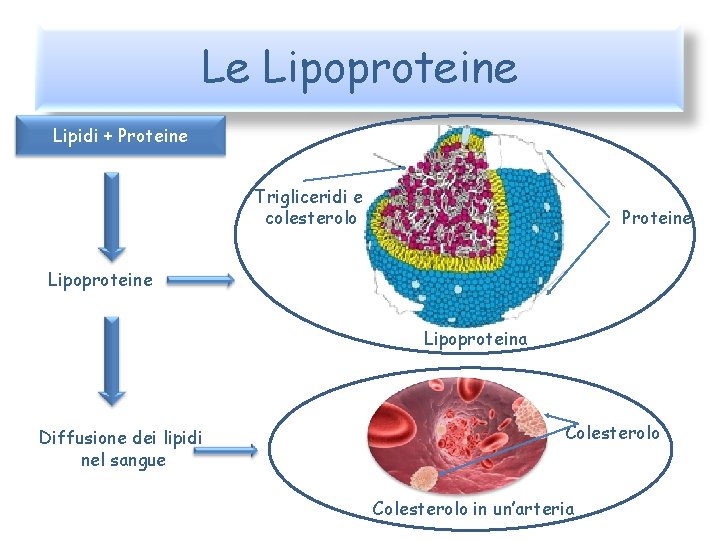 Le Lipoproteine Lipidi + Proteine Trigliceridi e colesterolo Proteine Lipoproteina Diffusione dei lipidi nel