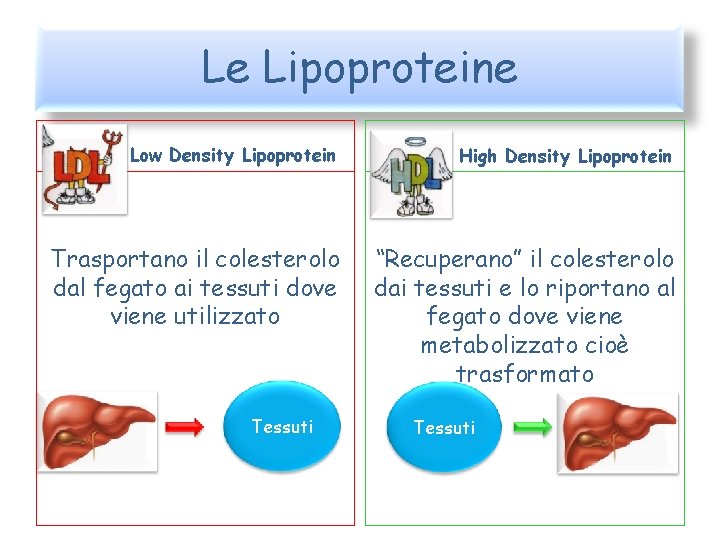 Le Lipoproteine Low Density Lipoprotein High Density Lipoprotein Trasportano il colesterolo dal fegato ai