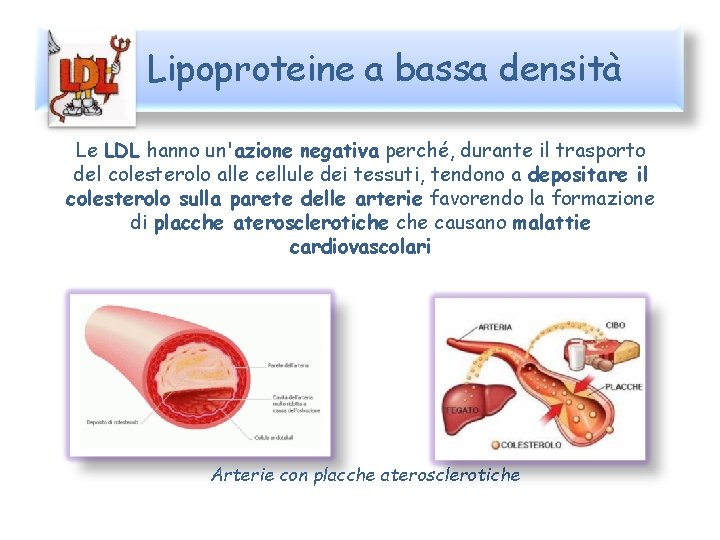 Lipoproteine a bassa densità Le LDL hanno un'azione negativa perché, durante il trasporto del