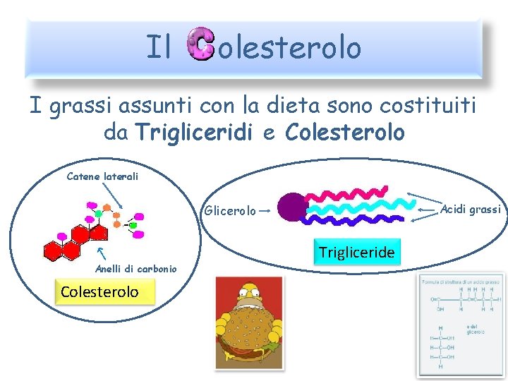 Il olesterolo I grassi assunti con la dieta sono costituiti da Trigliceridi e Colesterolo