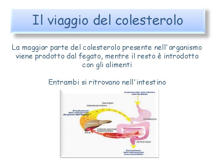 Il viaggio del colesterolo La maggior parte del colesterolo presente nell'organismo viene prodotto dal