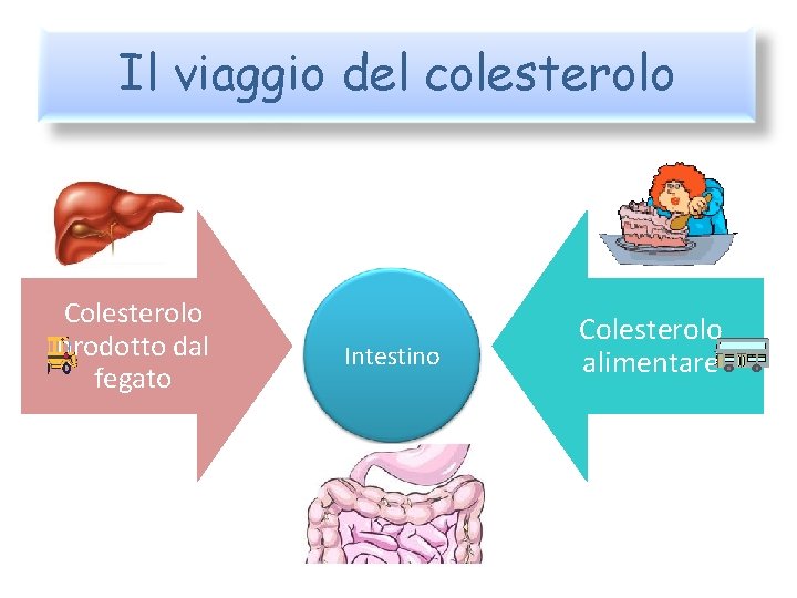 Il viaggio del colesterolo Colesterolo prodotto dal fegato Intestino Colesterolo alimentare 