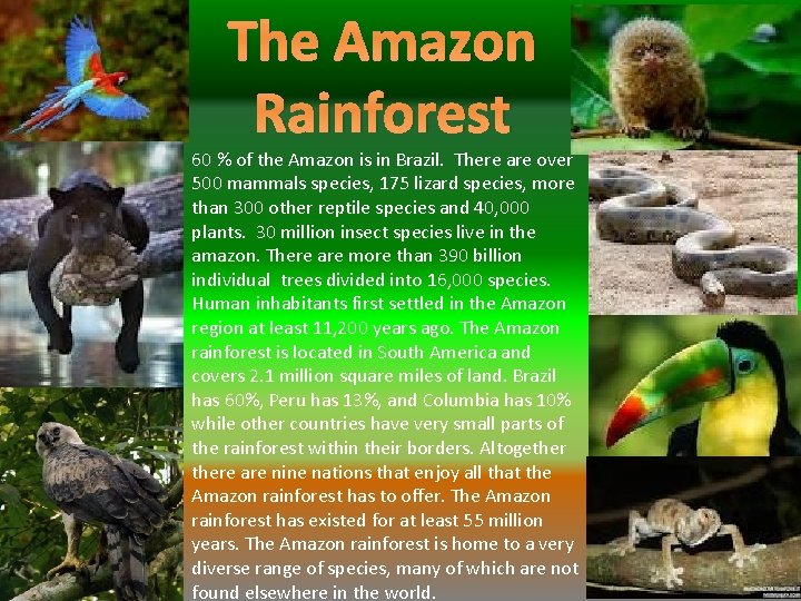 The Amazon Rainforest 60 % of the Amazon is in Brazil. There are over