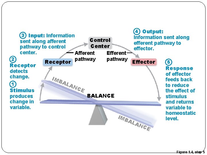 3 Input: Information sent along afferent pathway to control center. 2 Receptor detects change. 3 Input: Information sent along afferent pathway to control center. 2 Receptor detects change.