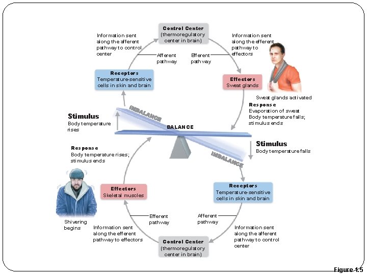 Control Center (thermoregulatory center in brain) Information sent along the afferent pathway to control Control Center (thermoregulatory center in brain) Information sent along the afferent pathway to control