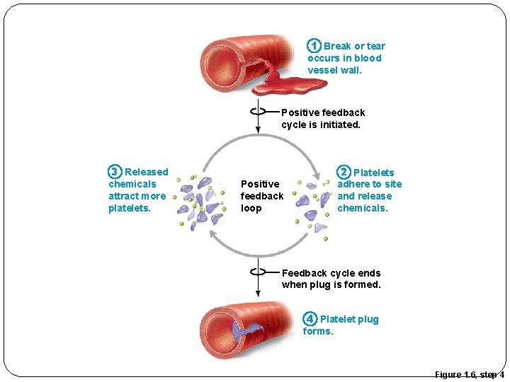 1 Break or tear occurs in blood vessel wall. Positive feedback cycle is initiated. 1 Break or tear occurs in blood vessel wall. Positive feedback cycle is initiated.