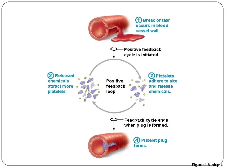 1 Break or tear occurs in blood vessel wall. Positive feedback cycle is initiated.