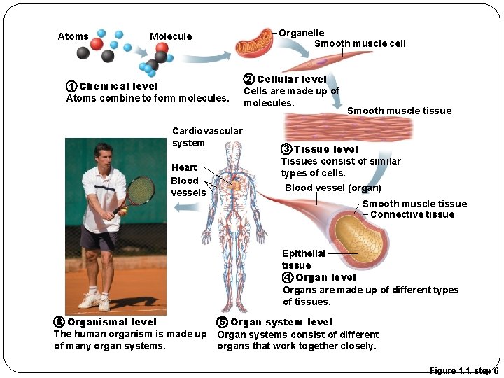 Atoms Organelle Smooth muscle cell Molecule 1 Chemical level Atoms combine to form molecules.