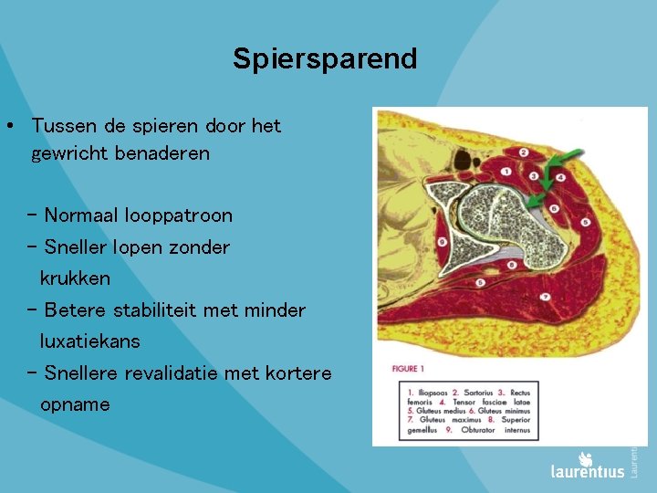 Spiersparend • Tussen de spieren door het gewricht benaderen - Normaal looppatroon - Sneller