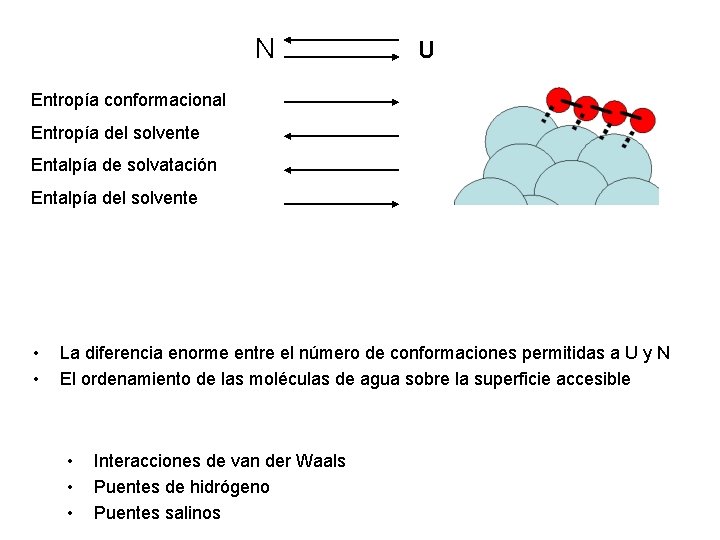 N U Entropía conformacional Entropía del solvente Entalpía de solvatación Entalpía del solvente •