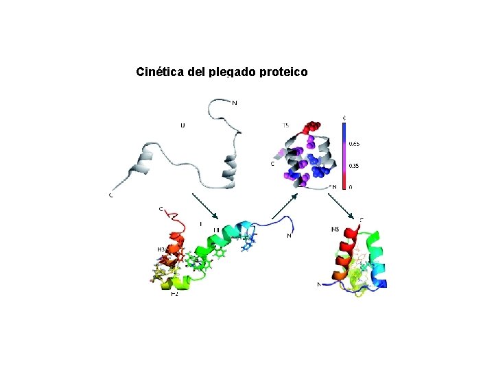 Cinética del plegado proteico 