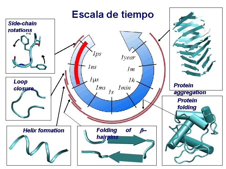 Escala de tiempo Side-chain rotations Loop closure Helix formation Protein aggregation Protein folding Folding
