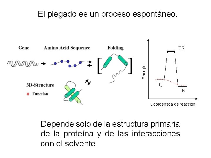 El plegado es un proceso espontáneo. Energía TS U N Coordenada de reacción Depende