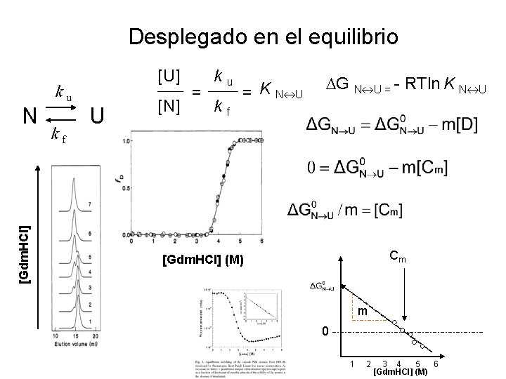 Desplegado en el equilibrio [Gdm. HCl] N ku kf [U] U [N] = ku