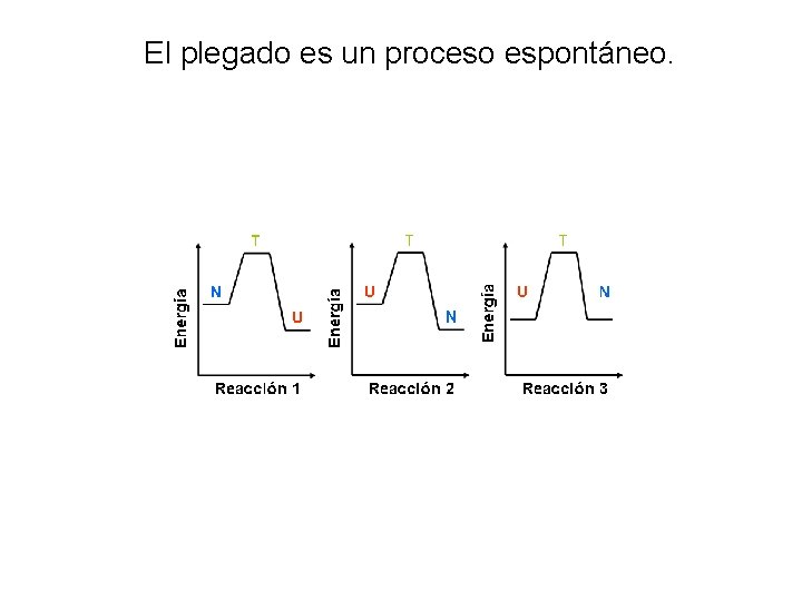 El plegado es un proceso espontáneo. 