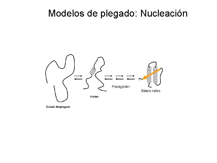 Modelos de plegado: Nucleación 