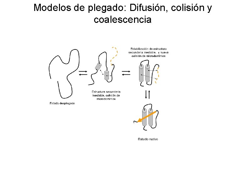Modelos de plegado: Difusión, colisión y coalescencia 