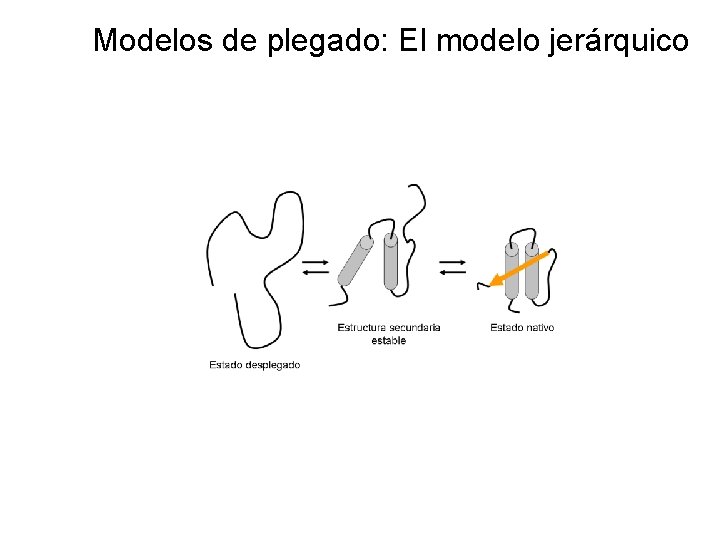Modelos de plegado: El modelo jerárquico 