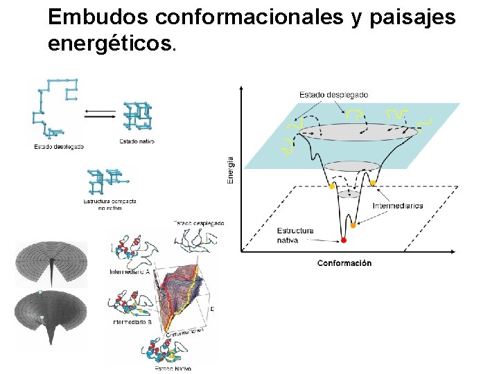 Embudos conformacionales y paisajes energéticos. 