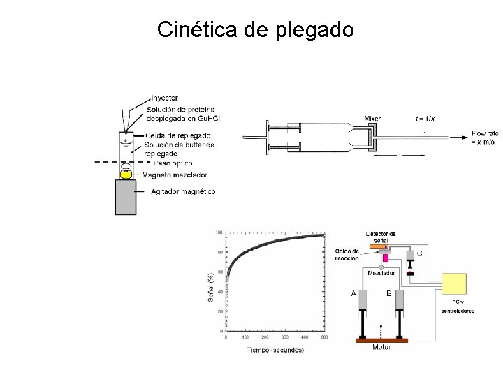 Cinética de plegado 