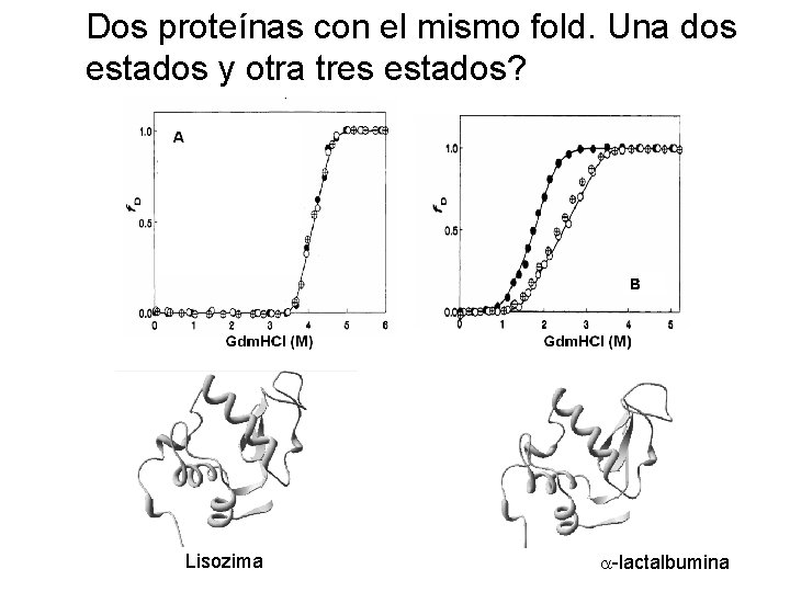 Dos proteínas con el mismo fold. Una dos estados y otra tres estados? Lisozima