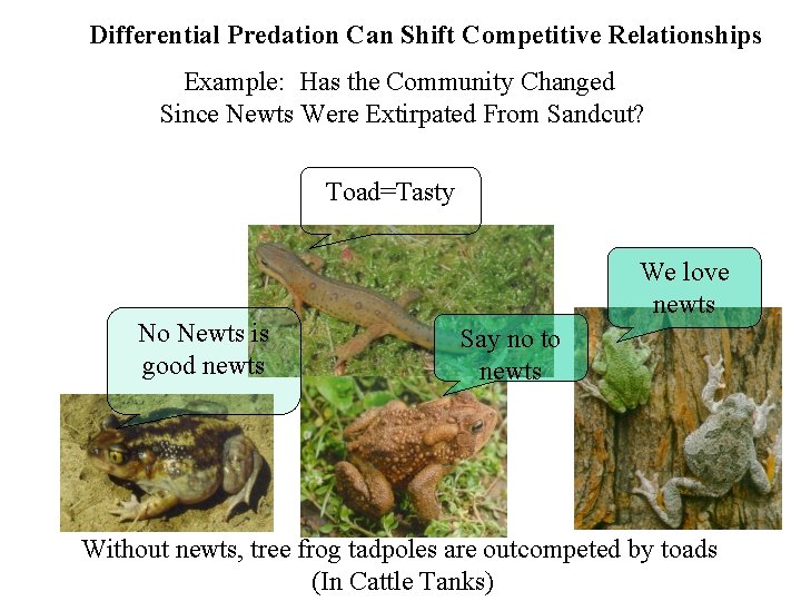Differential Predation Can Shift Competitive Relationships Example: Has the Community Changed Since Newts Were