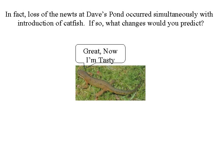 In fact, loss of the newts at Dave’s Pond occurred simultaneously with introduction of