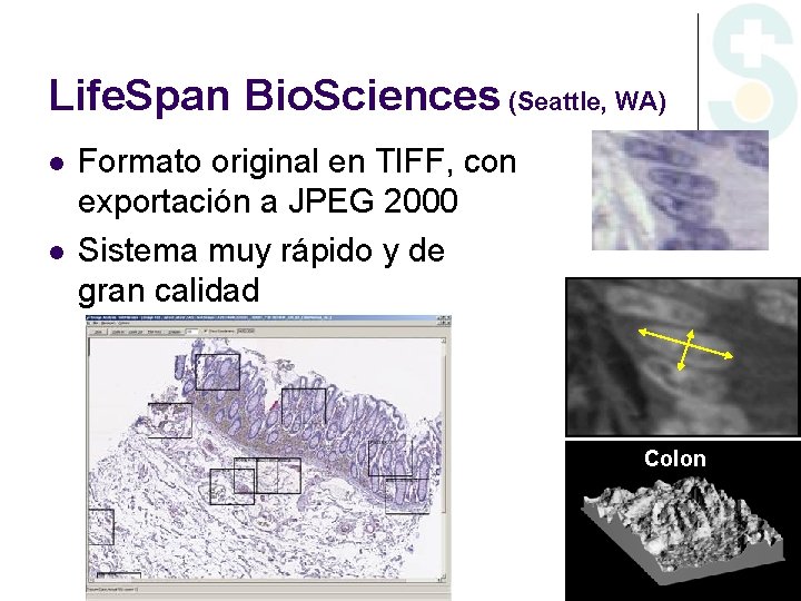 Life. Span Bio. Sciences (Seattle, WA) l l Formato original en TIFF, con exportación