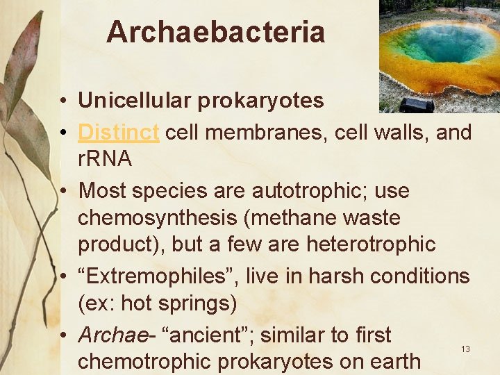Archaebacteria • Unicellular prokaryotes • Distinct cell membranes, cell walls, and r. RNA •