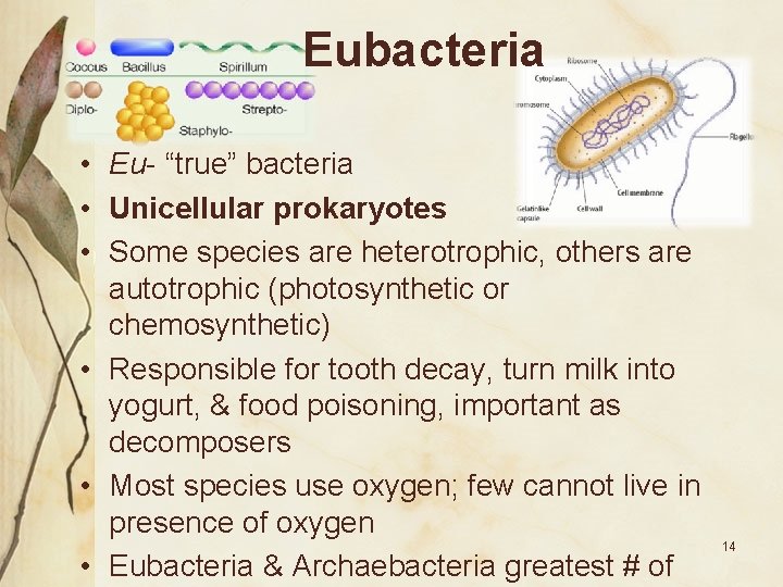 Eubacteria • Eu- “true” bacteria • Unicellular prokaryotes • Some species are heterotrophic, others