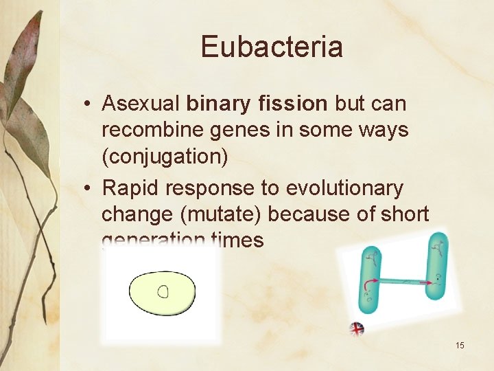 Eubacteria • Asexual binary fission but can recombine genes in some ways (conjugation) •