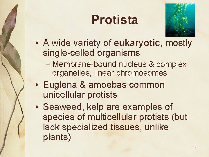 Protista • A wide variety of eukaryotic, mostly single-celled organisms – Membrane-bound nucleus &