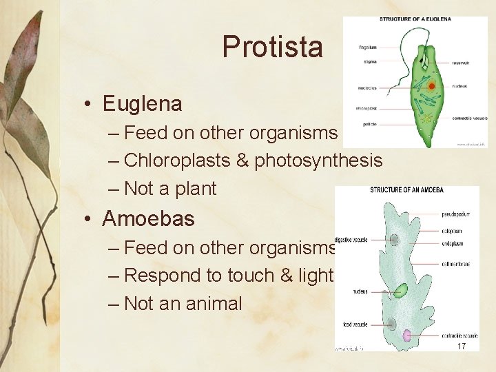 Protista • Euglena – Feed on other organisms – Chloroplasts & photosynthesis – Not