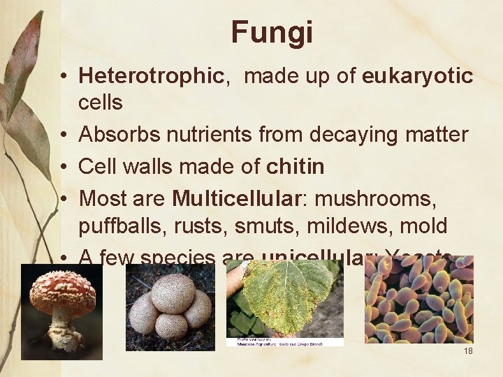 Fungi • Heterotrophic, made up of eukaryotic cells • Absorbs nutrients from decaying matter