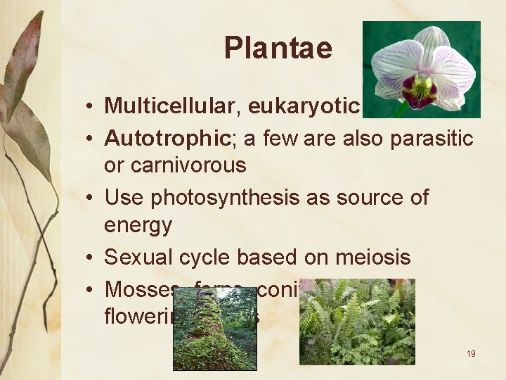 Plantae • Multicellular, eukaryotic • Autotrophic; a few are also parasitic or carnivorous •