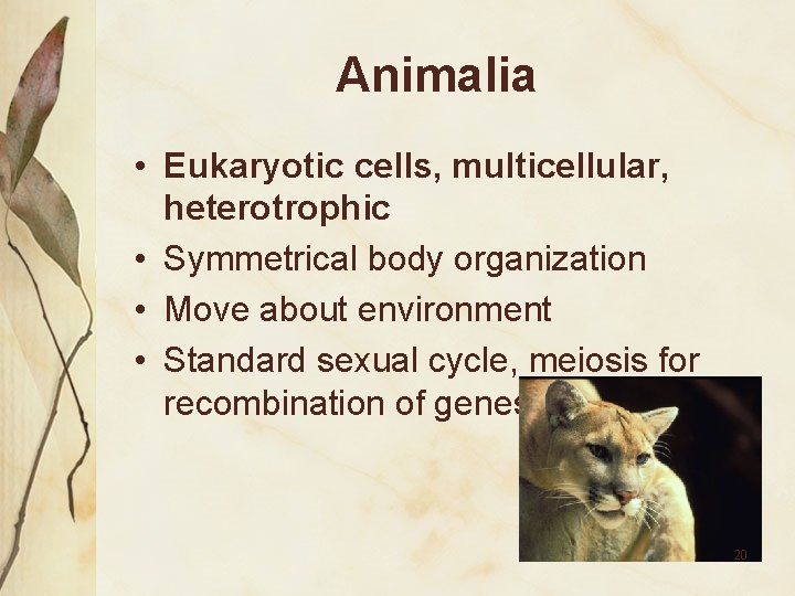 Animalia • Eukaryotic cells, multicellular, heterotrophic • Symmetrical body organization • Move about environment